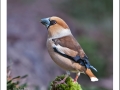 Appelvink