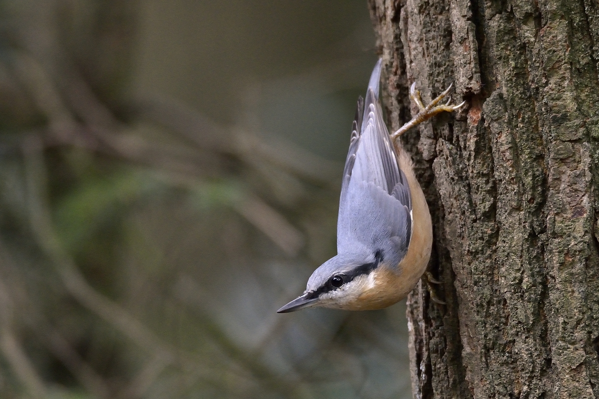 Vogels en andere dieren