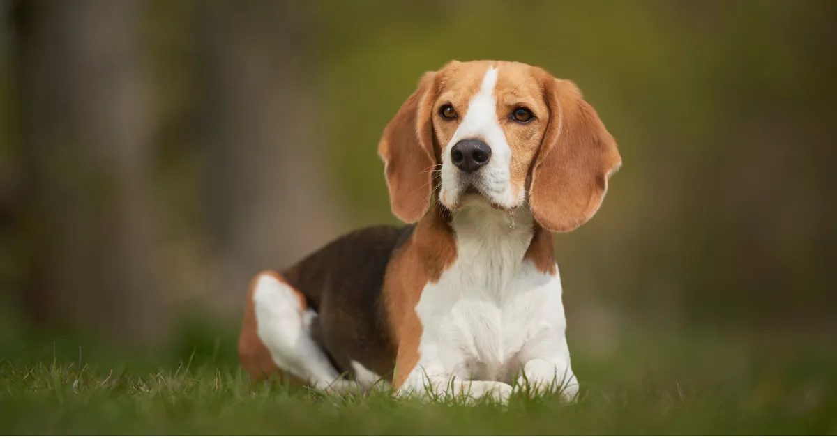 10 hondenrassen die de sterkste emotionele banden met hun mensen vormen