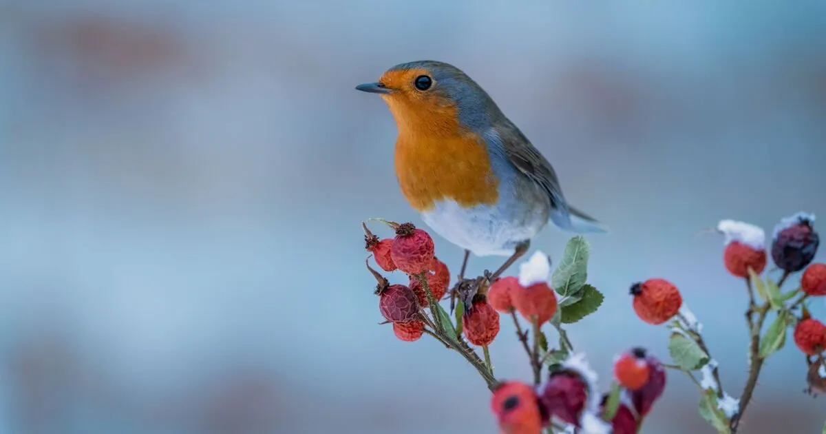 Roodborstjes in de winter: zo maak je van je tuin een toevluchtsoord
