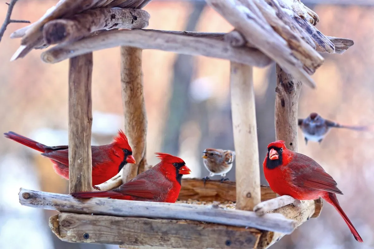 Vogels in de winter: hoe rozijnen hun beste vriend kunnen worden