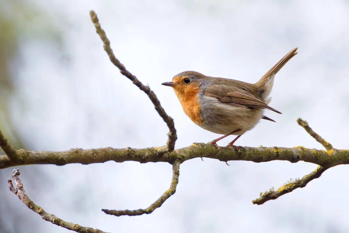 Je buren zullen jaloers zijn: zo lok je deze winter de mooiste vogels naar je tuin