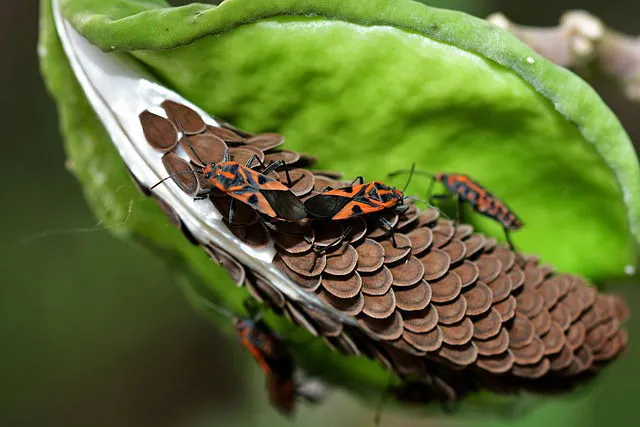 Invasieve uitheemse soorten en hun gevolgen voor insecten wereldwijd
