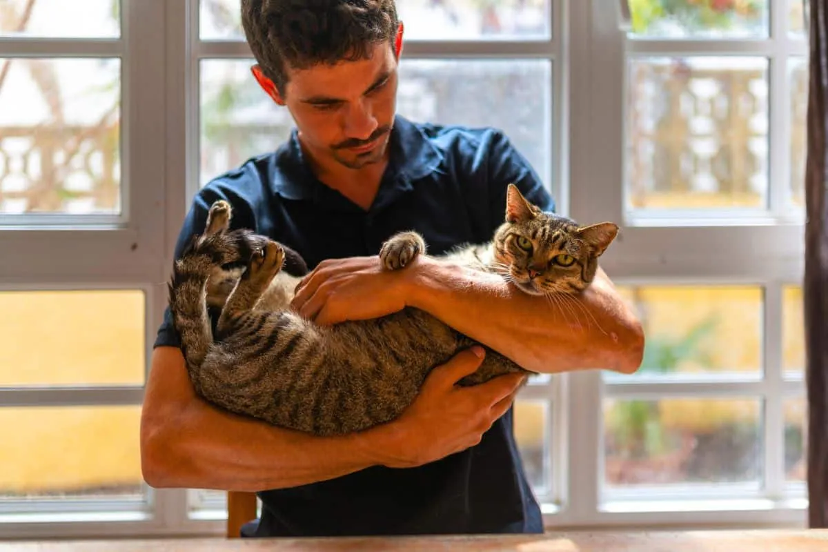 Het geheugen van katten: meer dan je denkt