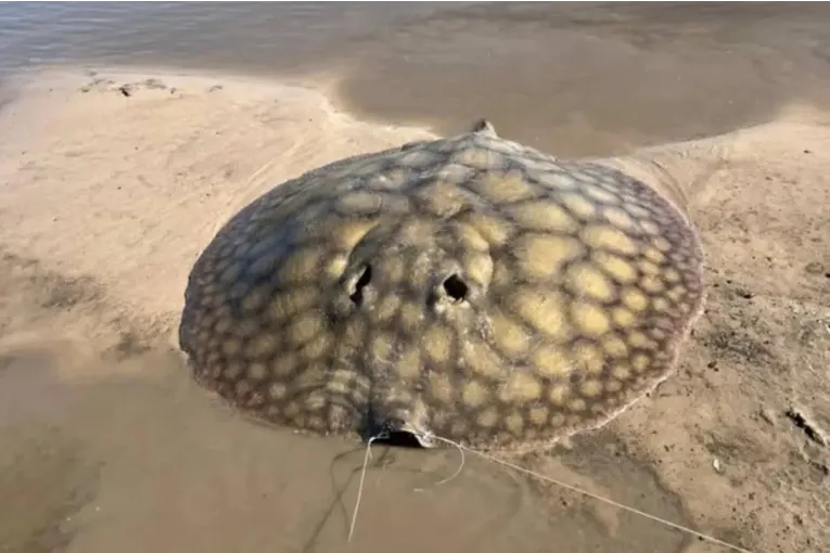 Onverwachte vangst en vrijlating: rog van ongeveer 100 kg in Entre Ríos, Argentinië