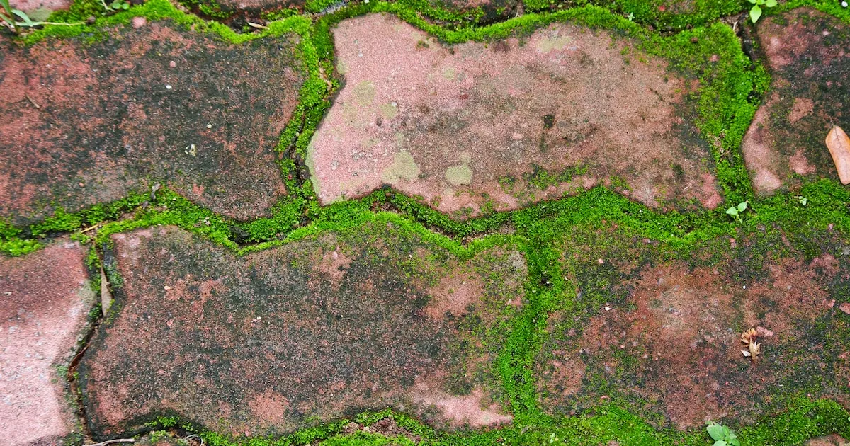 Simpele huismiddeltjes om mos uit je tuin te halen
