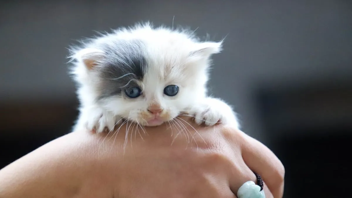 Franse onderzoekers leggen uit hoe katten met ons communiceren