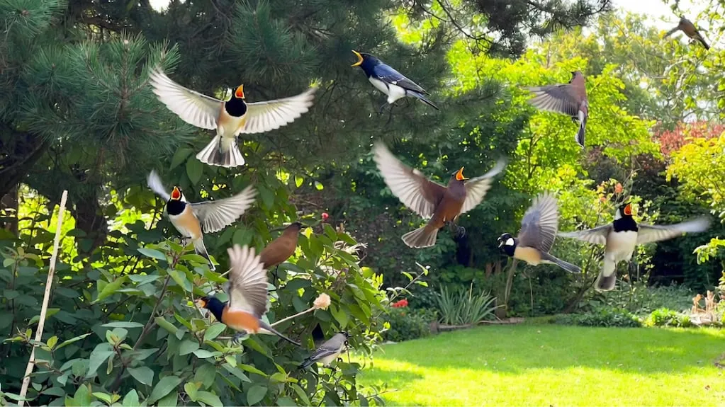 Vogelgezang: wat het natuurlijke geluid betekent