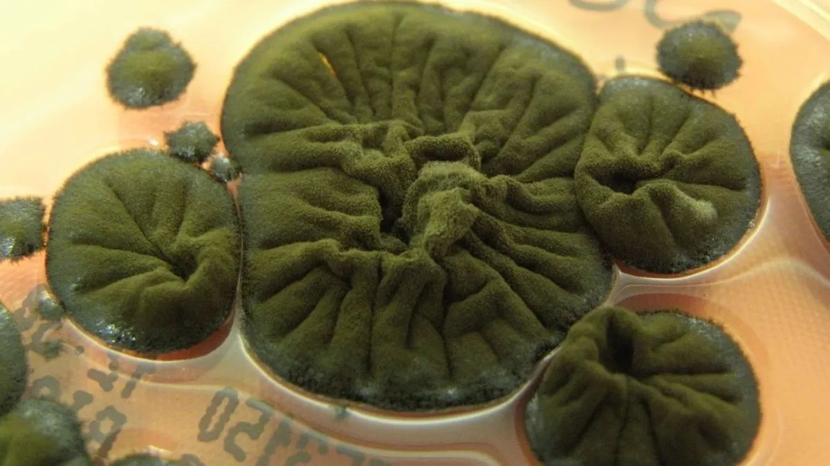 De Chernobyl-schimmel lijkt iets bijzonders ontwikkeld te hebben