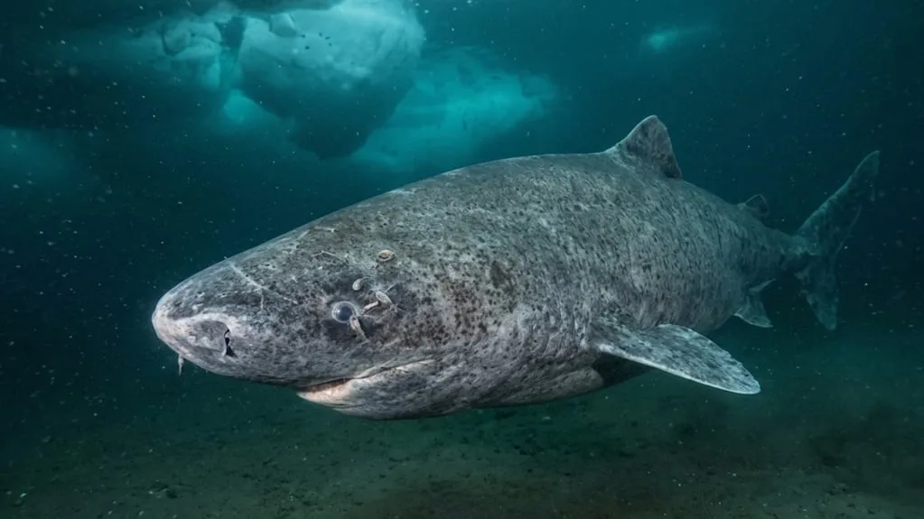 Bijna 400 jaar oude Groenlandse haai: één van de oudste gewervelden ooit